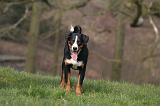 BOUVIER D'APPENZELL 083